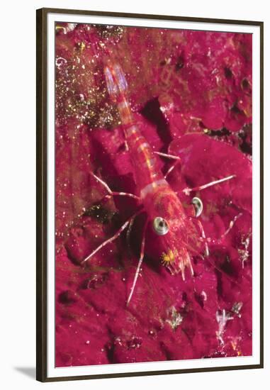 Striped Hinge-Beak Shrimp with Prey-Hal Beral-Framed Premium Photographic Print