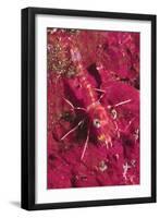 Striped Hinge-Beak Shrimp with Prey-Hal Beral-Framed Photographic Print