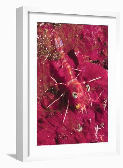 Striped Hinge-Beak Shrimp with Prey-Hal Beral-Framed Photographic Print