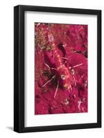 Striped Hinge-Beak Shrimp with Prey-Hal Beral-Framed Photographic Print