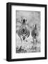 Striped Horse Front On-Shot by Clint-Framed Photographic Print