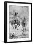 Striped Horse Front On-Shot by Clint-Framed Photographic Print