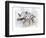 Striped Hyaena, 2010-Mark Adlington-Framed Premium Giclee Print