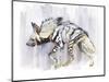 Striped Hyaena, 2010-Mark Adlington-Mounted Premium Giclee Print