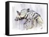 Striped Hyaena, 2010-Mark Adlington-Framed Stretched Canvas