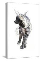 Striped Hyaena Pup, 2010-Mark Adlington-Stretched Canvas