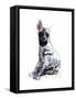 Striped Hyaena Pup, 2010-Mark Adlington-Framed Stretched Canvas