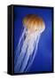 Striped Jellyfish-null-Framed Stretched Canvas