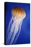 Striped Jellyfish-null-Stretched Canvas