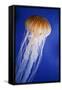 Striped Jellyfish-null-Framed Stretched Canvas