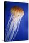 Striped Jellyfish-null-Stretched Canvas