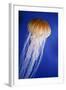 Striped Jellyfish-null-Framed Photographic Print