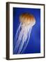 Striped Jellyfish-null-Framed Photographic Print