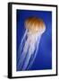 Striped Jellyfish-null-Framed Photographic Print