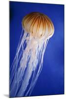 Striped Jellyfish-null-Mounted Photographic Print