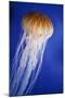 Striped Jellyfish-null-Mounted Photographic Print