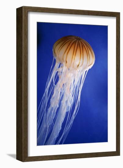 Striped Jellyfish-null-Framed Photographic Print