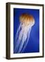 Striped Jellyfish-null-Framed Photographic Print