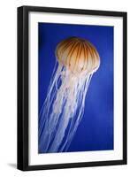 Striped Jellyfish-null-Framed Photographic Print