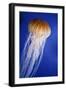 Striped Jellyfish-null-Framed Photographic Print