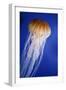 Striped Jellyfish-null-Framed Photographic Print