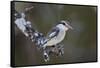 Striped kingfisher (Halcyon chelicuti), male, Selous Game Reserve, Tanzania, East Africa, Africa-James Hager-Framed Stretched Canvas