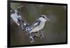 Striped kingfisher (Halcyon chelicuti), male, Selous Game Reserve, Tanzania, East Africa, Africa-James Hager-Framed Photographic Print