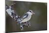 Striped kingfisher (Halcyon chelicuti), male, Selous Game Reserve, Tanzania, East Africa, Africa-James Hager-Mounted Photographic Print