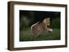 Striped Kitten Leaping-DLILLC-Framed Photographic Print