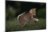 Striped Kitten Leaping-DLILLC-Mounted Photographic Print