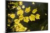 Striped Maple (Acer pensylvanicum) Backlit in Fall, Autumn colour - Appalachian's USA.-David Hosking-Mounted Photographic Print
