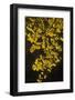 Striped Maple (Acer pensylvanicum) Backlit in Fall, Autumn colour - Appalachian's USA.-David Hosking-Framed Photographic Print