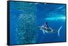 Striped marlin feeding on Sardine bait ball, Mexico-Franco Banfi-Framed Stretched Canvas