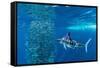 Striped marlin feeding on Sardine bait ball, Mexico-Franco Banfi-Framed Stretched Canvas