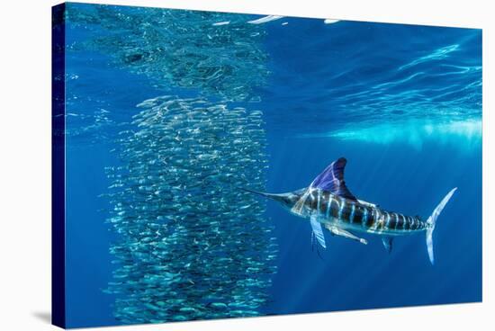 Striped marlin feeding on Sardine bait ball, Mexico-Franco Banfi-Stretched Canvas