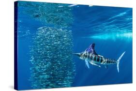 Striped marlin feeding on Sardine bait ball, Mexico-Franco Banfi-Stretched Canvas