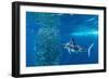 Striped marlin feeding on Sardine bait ball, Mexico-Franco Banfi-Framed Photographic Print