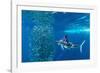 Striped marlin feeding on Sardine bait ball, Mexico-Franco Banfi-Framed Photographic Print