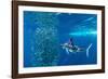 Striped marlin feeding on Sardine bait ball, Mexico-Franco Banfi-Framed Photographic Print