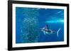 Striped marlin feeding on Sardine bait ball, Mexico-Franco Banfi-Framed Photographic Print