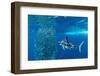 Striped marlin feeding on Sardine bait ball, Mexico-Franco Banfi-Framed Photographic Print