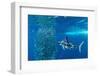 Striped marlin feeding on Sardine bait ball, Mexico-Franco Banfi-Framed Photographic Print