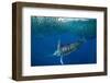 Striped marlin feeding on Sardine bait ball, Mexico-Franco Banfi-Framed Photographic Print