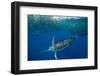 Striped marlin feeding on Sardine bait ball, Mexico-Franco Banfi-Framed Photographic Print