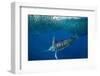 Striped marlin feeding on Sardine bait ball, Mexico-Franco Banfi-Framed Photographic Print