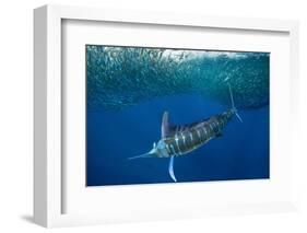 Striped marlin feeding on Sardine bait ball, Mexico-Franco Banfi-Framed Photographic Print