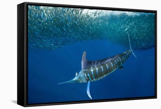 Striped marlin feeding on Sardine bait ball, Mexico-Franco Banfi-Framed Stretched Canvas