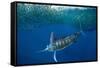 Striped marlin feeding on Sardine bait ball, Mexico-Franco Banfi-Framed Stretched Canvas