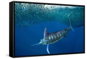 Striped marlin feeding on Sardine bait ball, Mexico-Franco Banfi-Framed Stretched Canvas