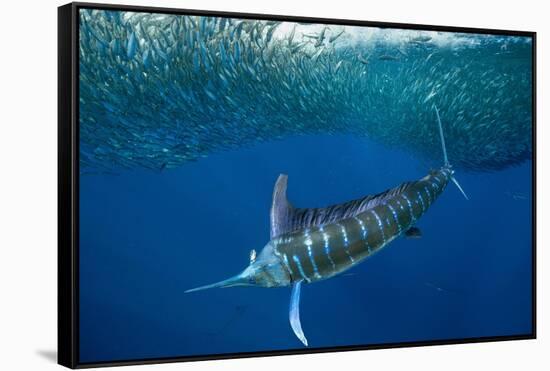 Striped marlin feeding on Sardine bait ball, Mexico-Franco Banfi-Framed Stretched Canvas